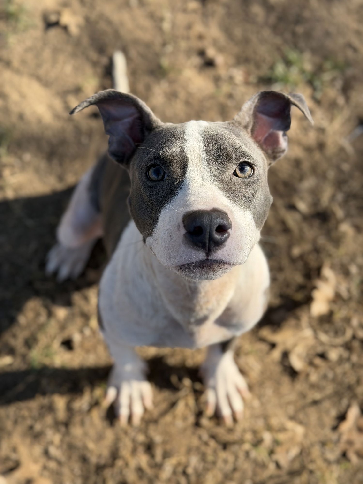 ATREYU - Pit Bull Terrier available for adoption