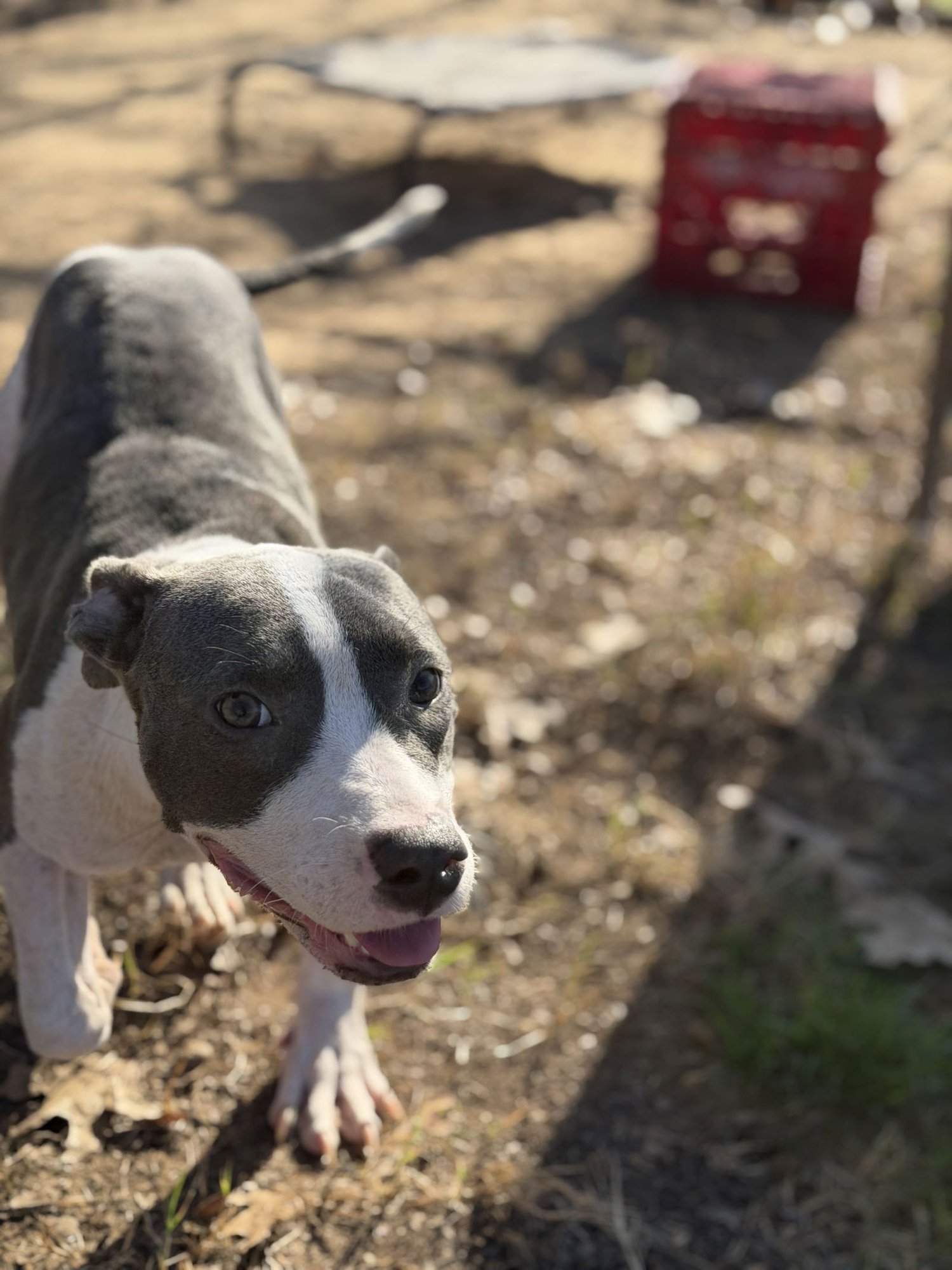 ATREYU - Pit Bull Terrier available for adoption