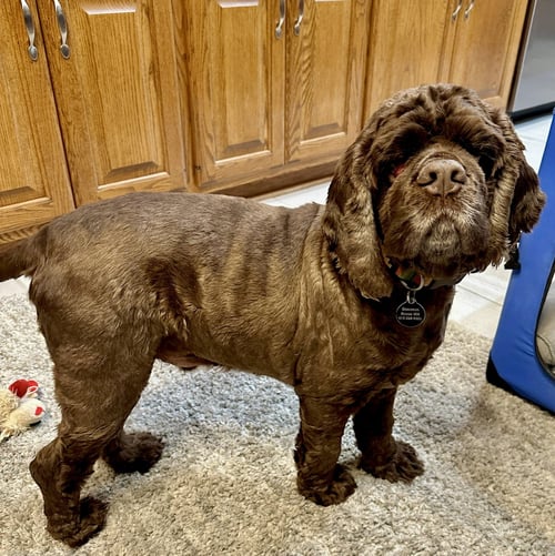 RIO - Cocker Spaniel available for adoption
