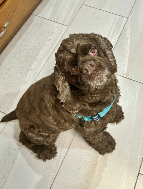 RIO - Cocker Spaniel available for adoption