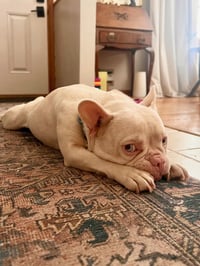 Peppa - Photo 4