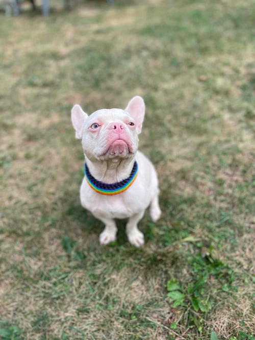 PEPPA - French Bulldog available for adoption
