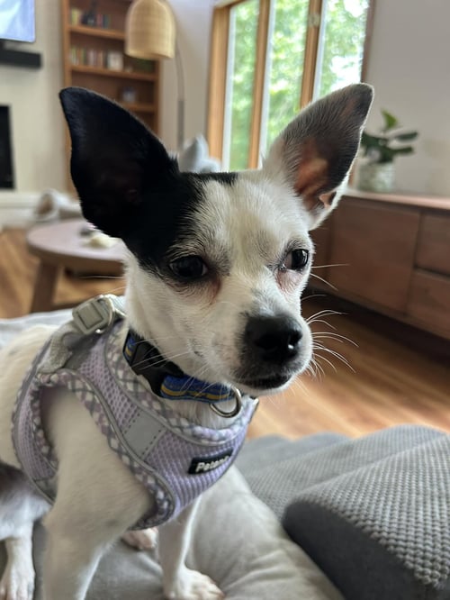 ALLSTAR - Chihuahua available for adoption