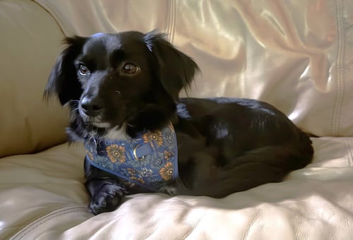 QUEEN ELIZABETH - Australian Shepherd / Yorkshire Terrier Yorkie available for adoption