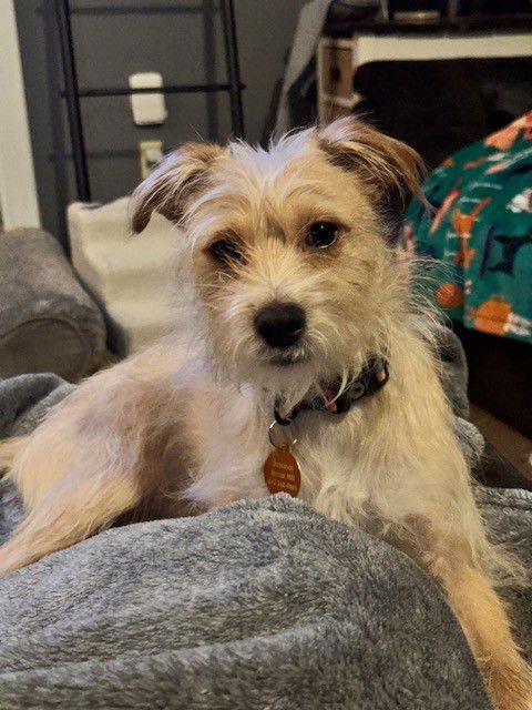 MCDREAMY - Terrier available for adoption
