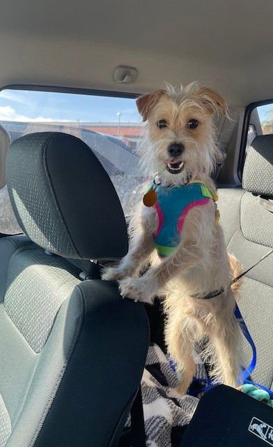 MCDREAMY - Terrier available for adoption