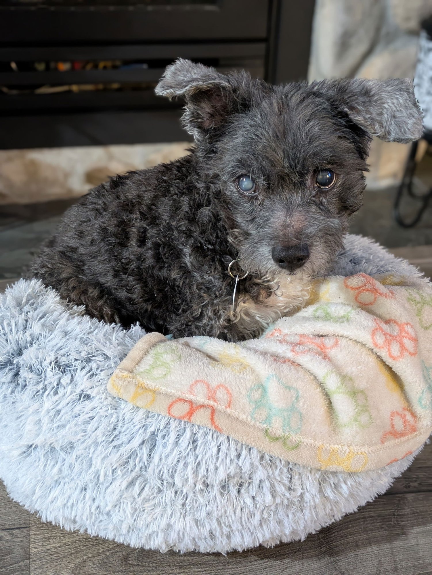 GARY - Schnauzer / Maltese available for adoption