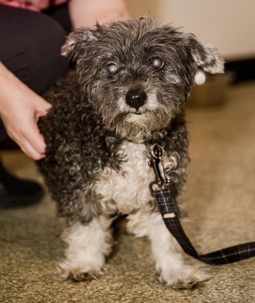 GARY - Schnauzer / Maltese available for adoption