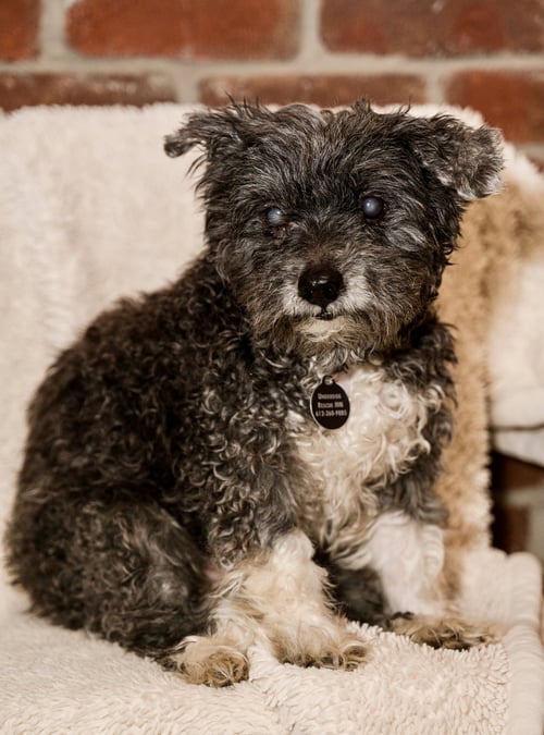 GARY - Schnauzer / Maltese available for adoption