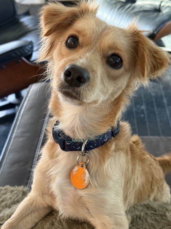 Toby Image
