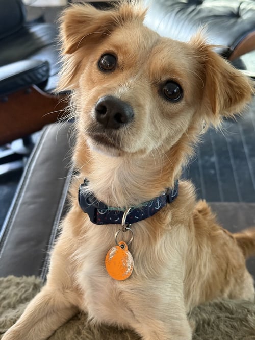 TOBY - Papillon available for adoption