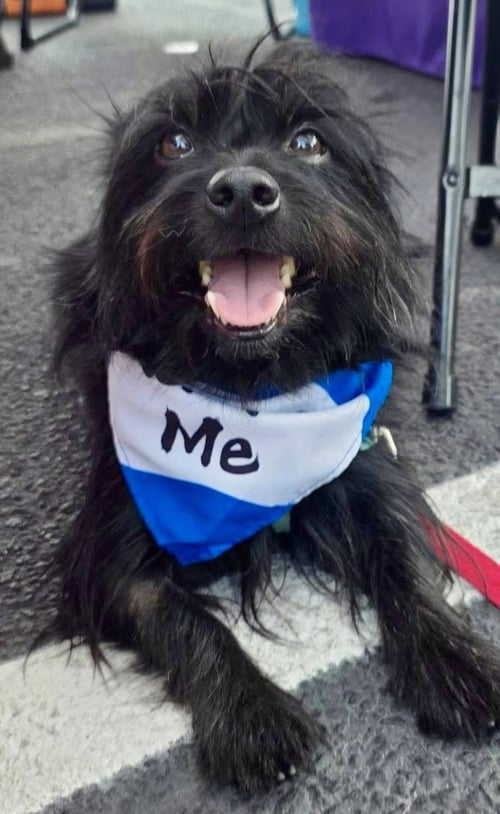 DUCKY - Yorkshire Terrier Yorkie available for adoption