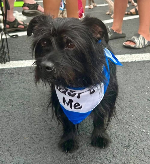 DUCKY - Yorkshire Terrier Yorkie available for adoption