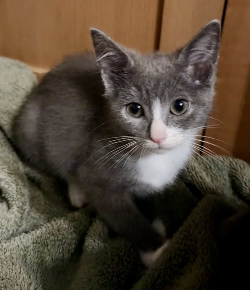 AVERY - Domestic Short Hair available for adoption