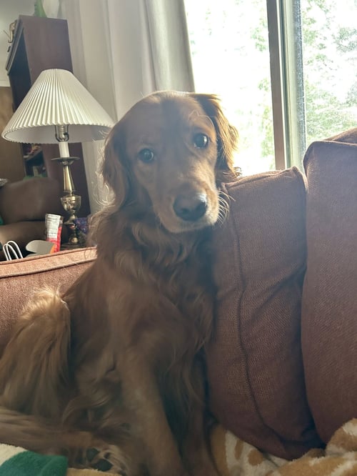 RUBY - Golden Retriever available for adoption