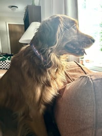 Ruby - Photo 3