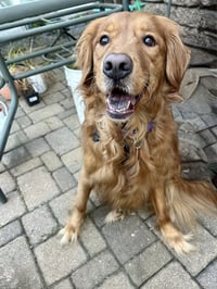 Ruby - Photo 1