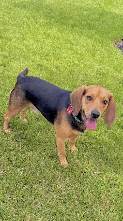 TIP TOE - Beagle available for adoption