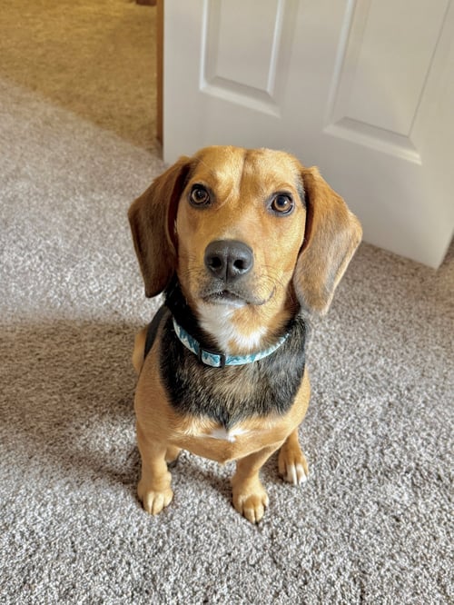 TIP TOE - Beagle available for adoption