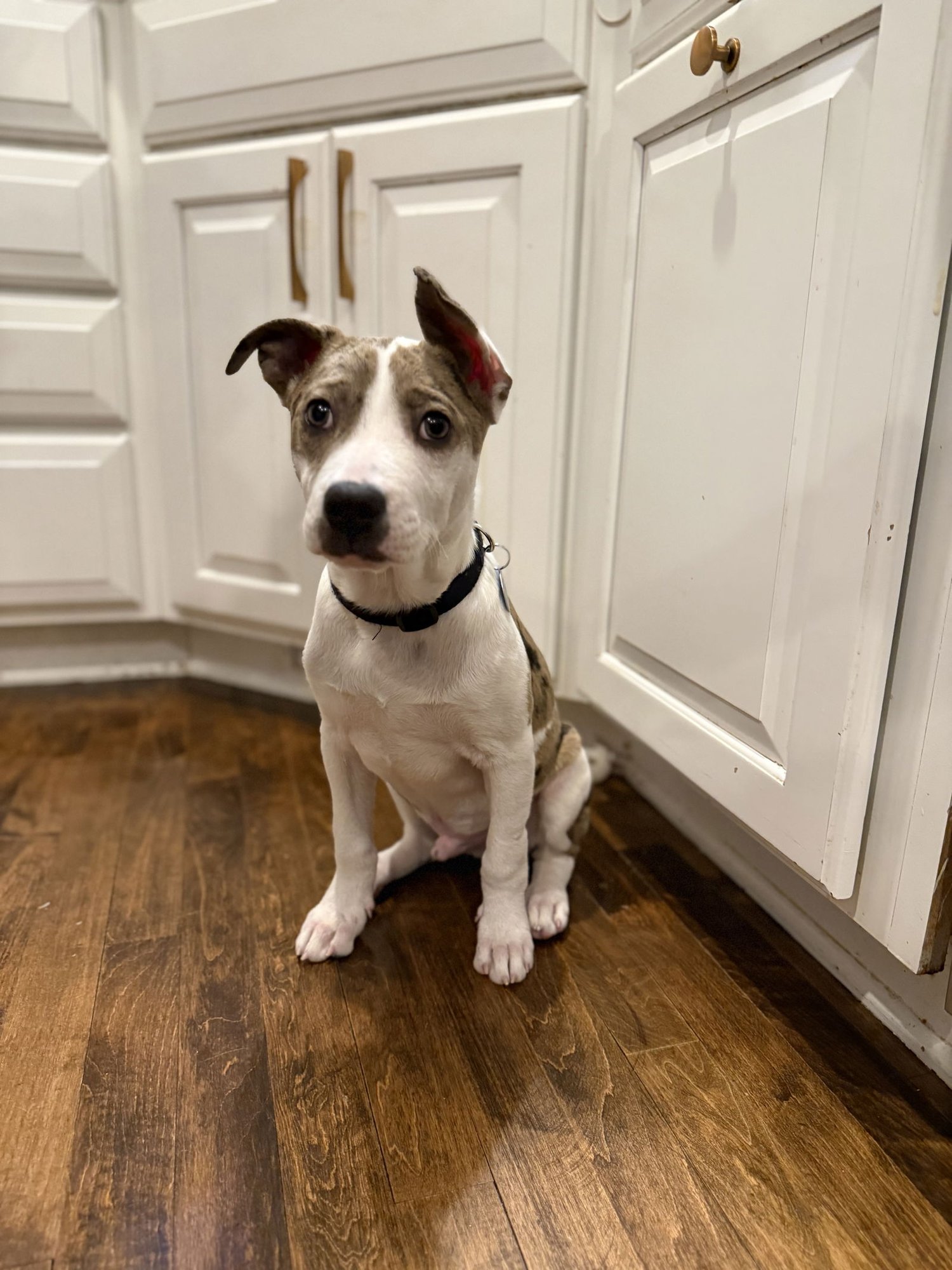 DORITO - American Pit Bull Terrier / Catahoula Leopard Dog available for adoption