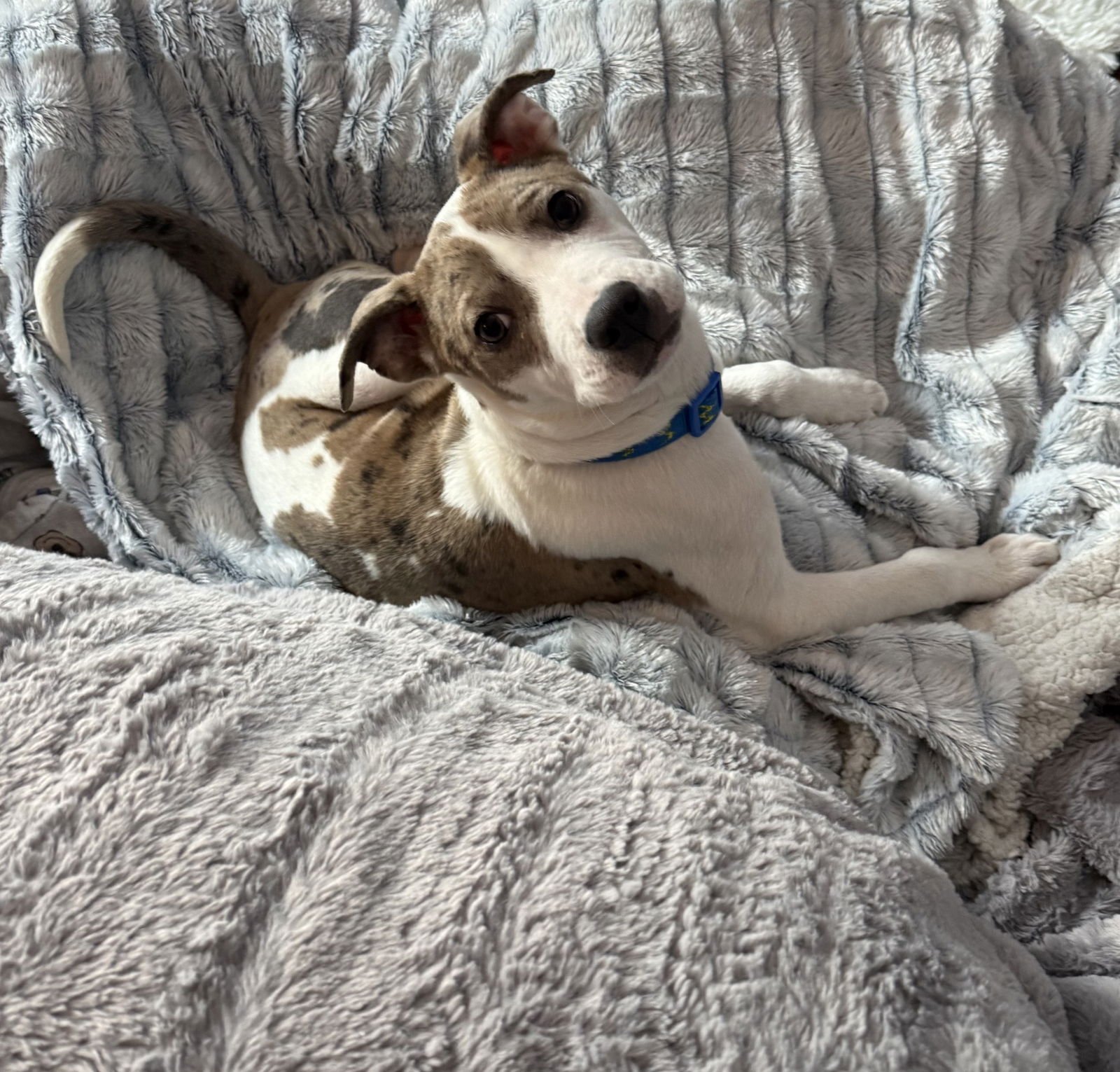 Dorito - Photo 3