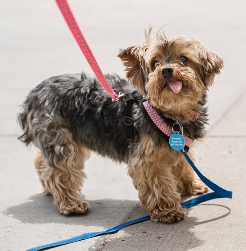 ALBANY - Yorkshire Terrier Yorkie / Maltese available for adoption
