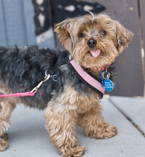 ALBANY - Yorkshire Terrier Yorkie / Maltese available for adoption