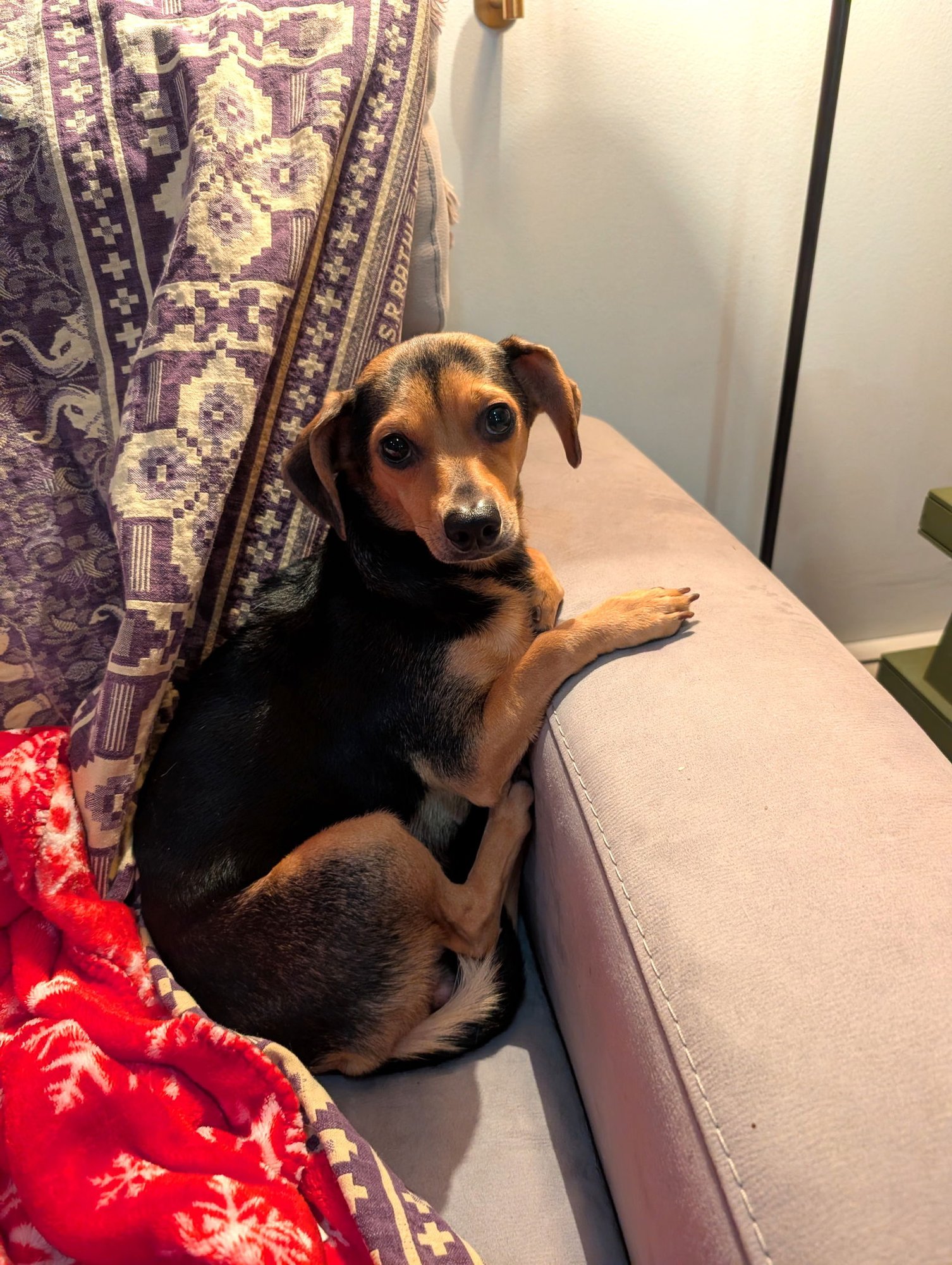 BUTCHESS - Chihuahua / Dachshund available for adoption