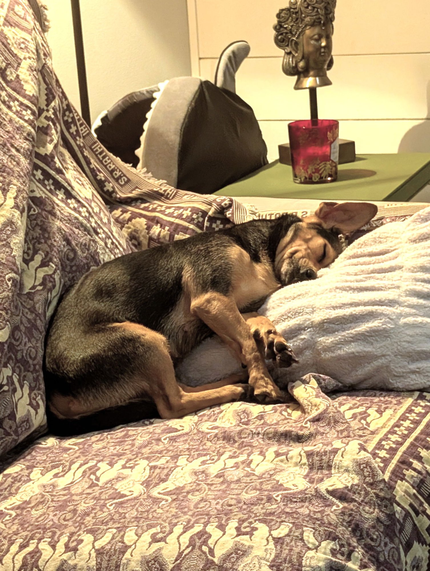 BUTCHESS - Chihuahua / Dachshund available for adoption