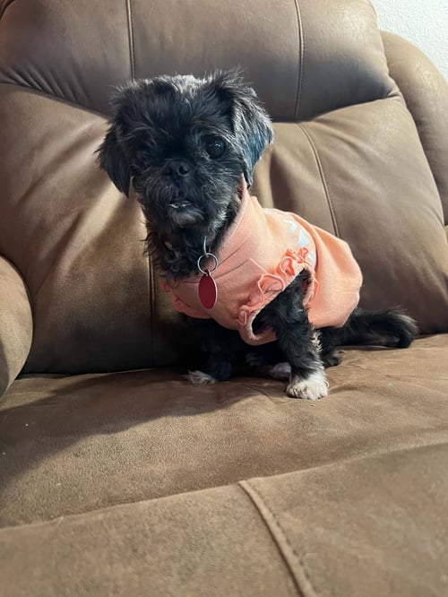 MARTHA - Pug / Shih Tzu available for adoption