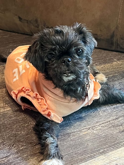 MARTHA - Pug / Shih Tzu available for adoption