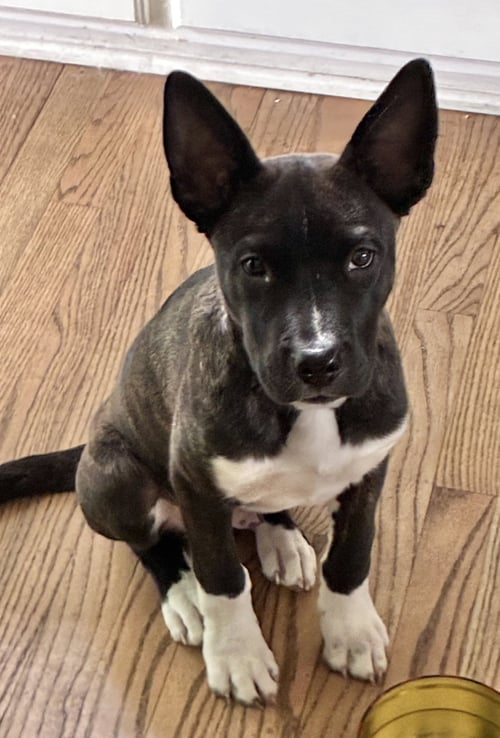 NOAH - Pit Bull Terrier available for adoption