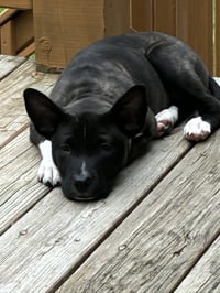 Noah - Photo 3
