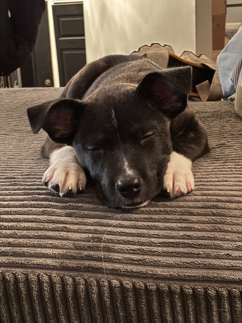 NOAH - Pit Bull Terrier available for adoption