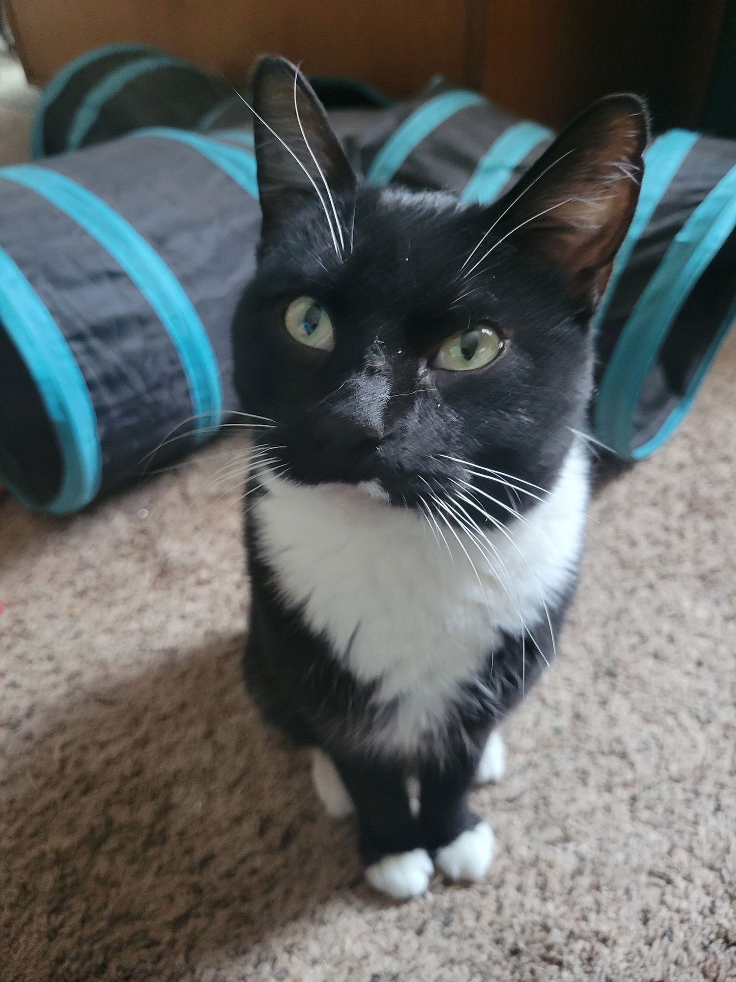 FLOWER POWER - Domestic Short Hair available for adoption