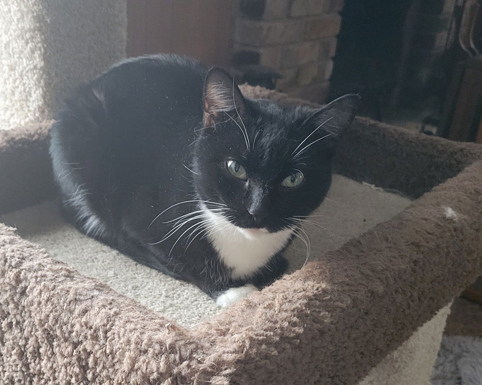 FLOWER POWER - Domestic Short Hair available for adoption