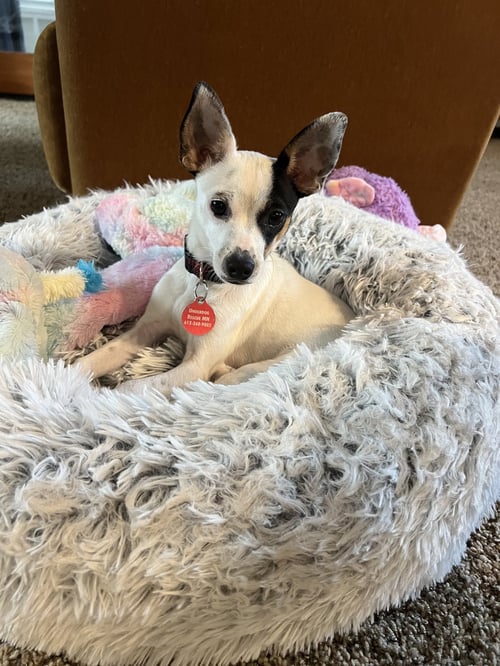 CHEESE - Chihuahua available for adoption