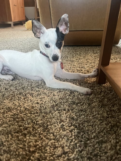 CHEESE - Chihuahua available for adoption