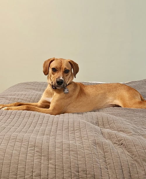 SKITTLES - Labrador Retriever available for adoption