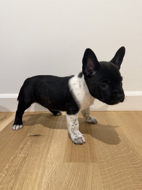 OVEJA - French Bulldog / Cattle Dog available for adoption