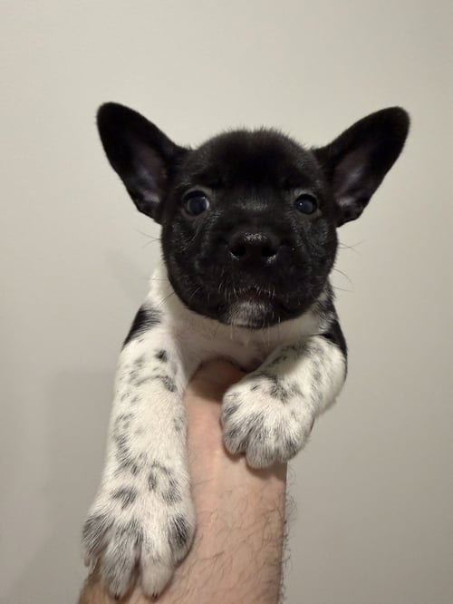 OVEJA - French Bulldog / Cattle Dog available for adoption