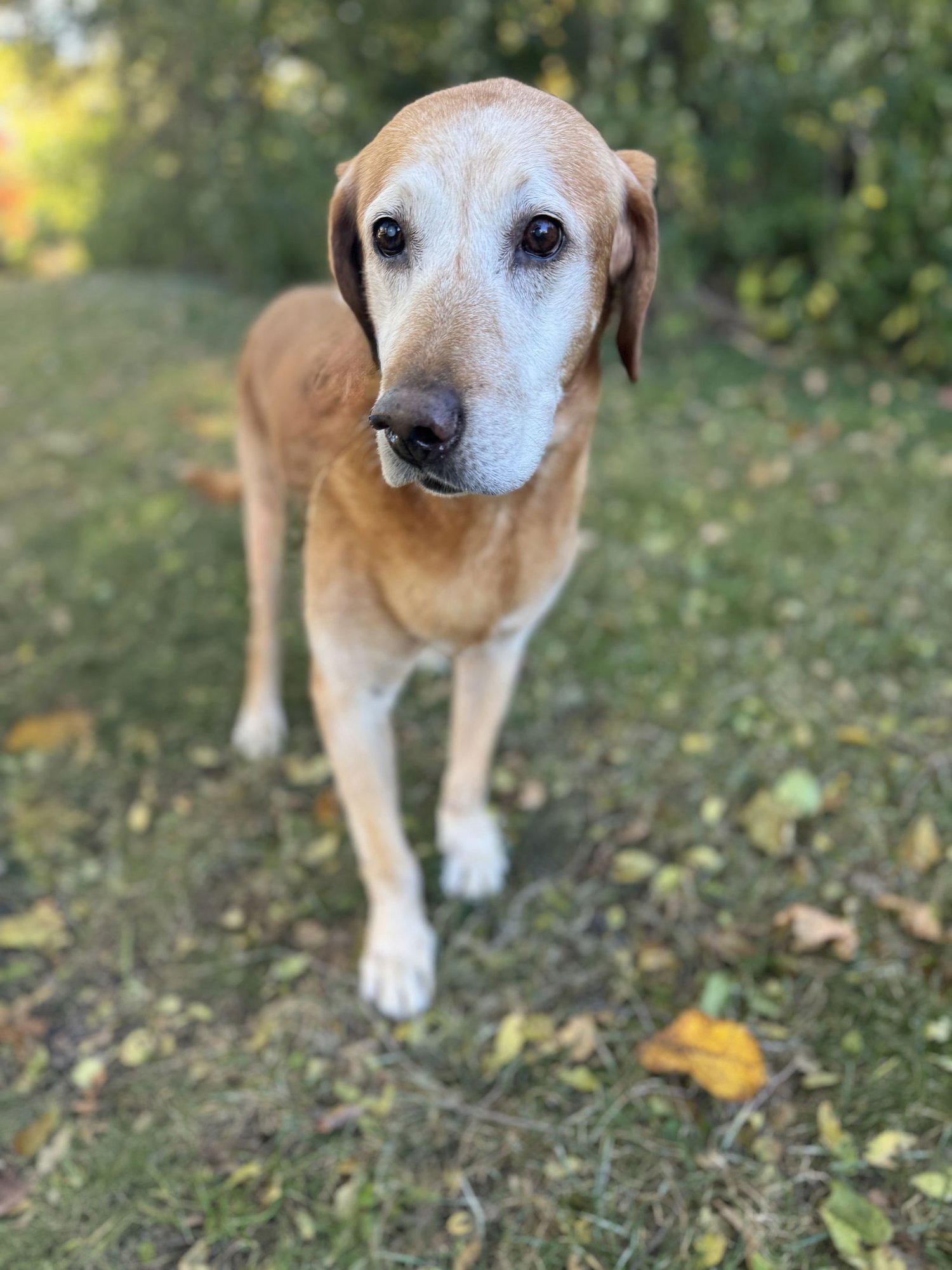 POPS - Labrador Retriever available for adoption