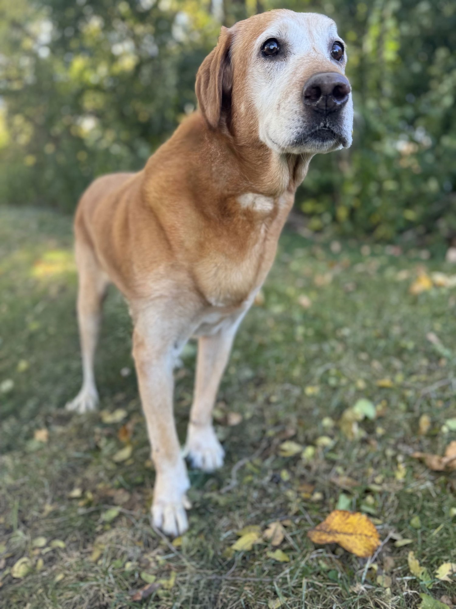 POPS - Labrador Retriever available for adoption