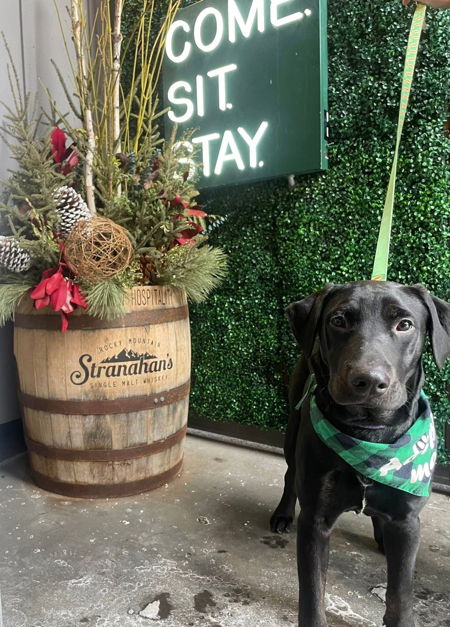 KNIGHT - Labrador Retriever / Pit Bull Terrier available for adoption