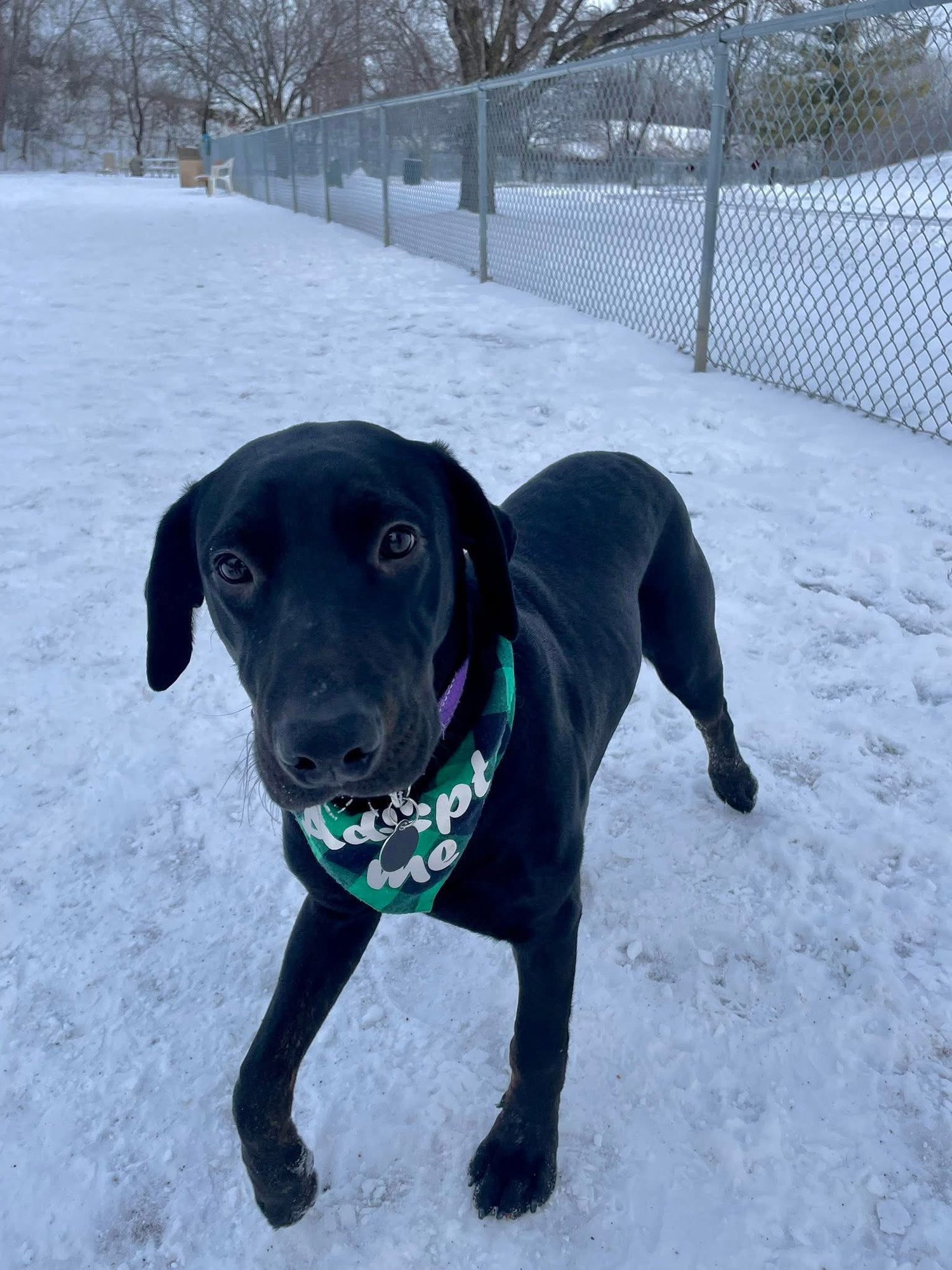 KNIGHT - Labrador Retriever / Pit Bull Terrier available for adoption