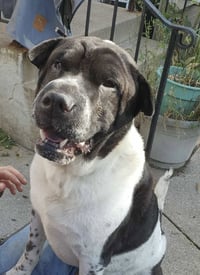 Bernard - Photo 6