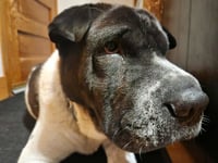 Bernard - Photo 8