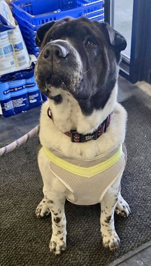 BERNARD - Shar Pei / Pug available for adoption
