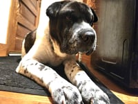 Bernard - Photo 7