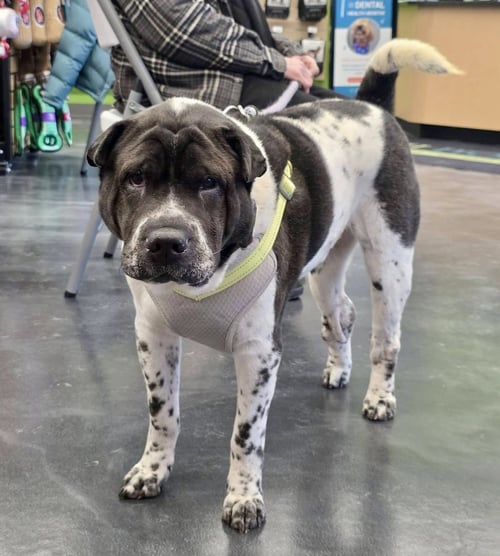 BERNARD - Shar Pei / Pug available for adoption